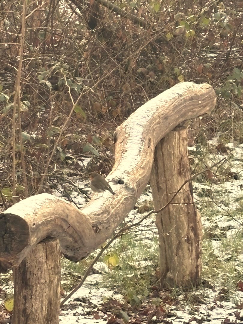 Boomstam in winterbos