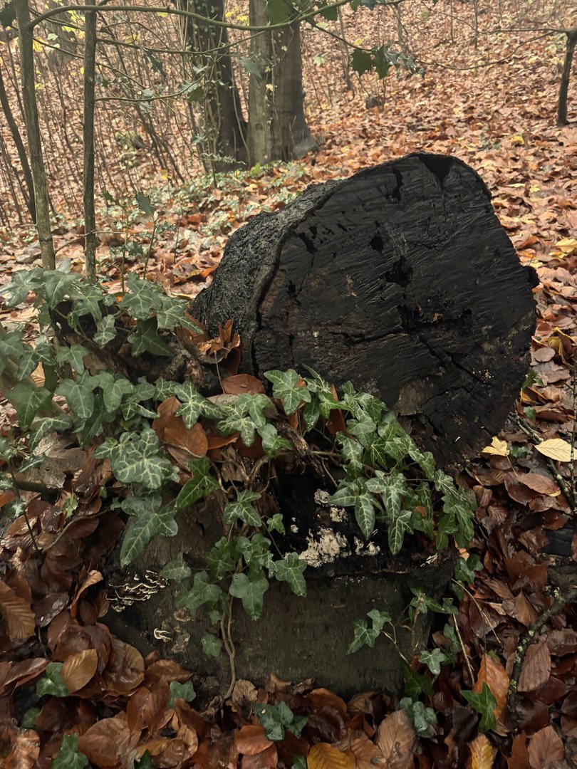 Gedenksteen in het bos met klimop in de herfst