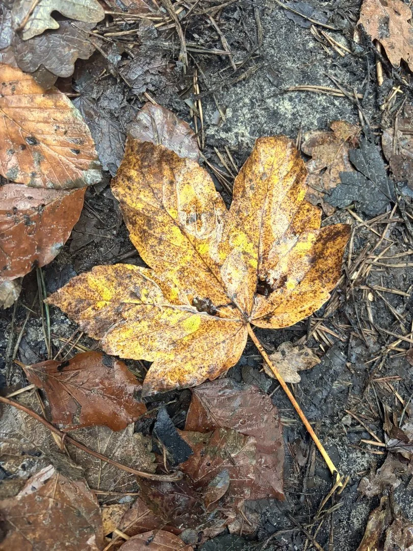 Geel en groen herfstblad met rijp op de bosgrond