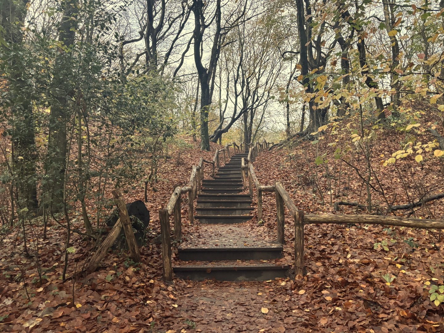 Houten trap in herfstbos