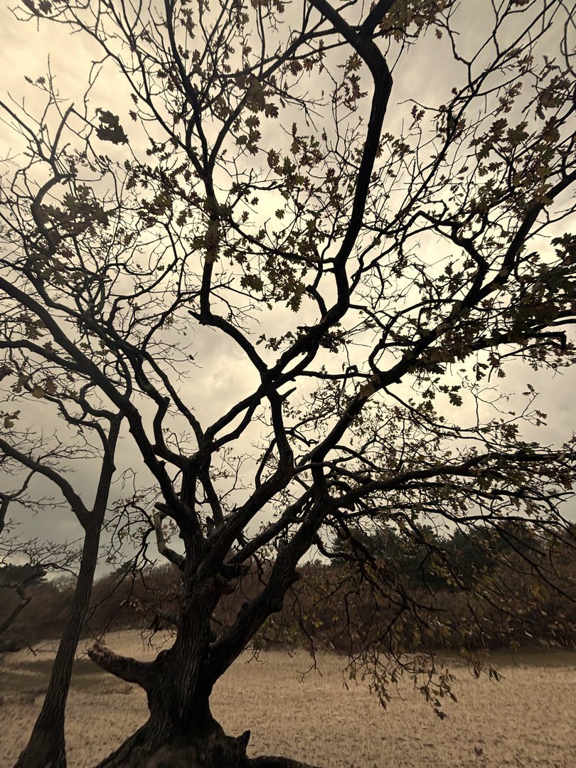 Kale boom op de heide onder een bewolkte lucht