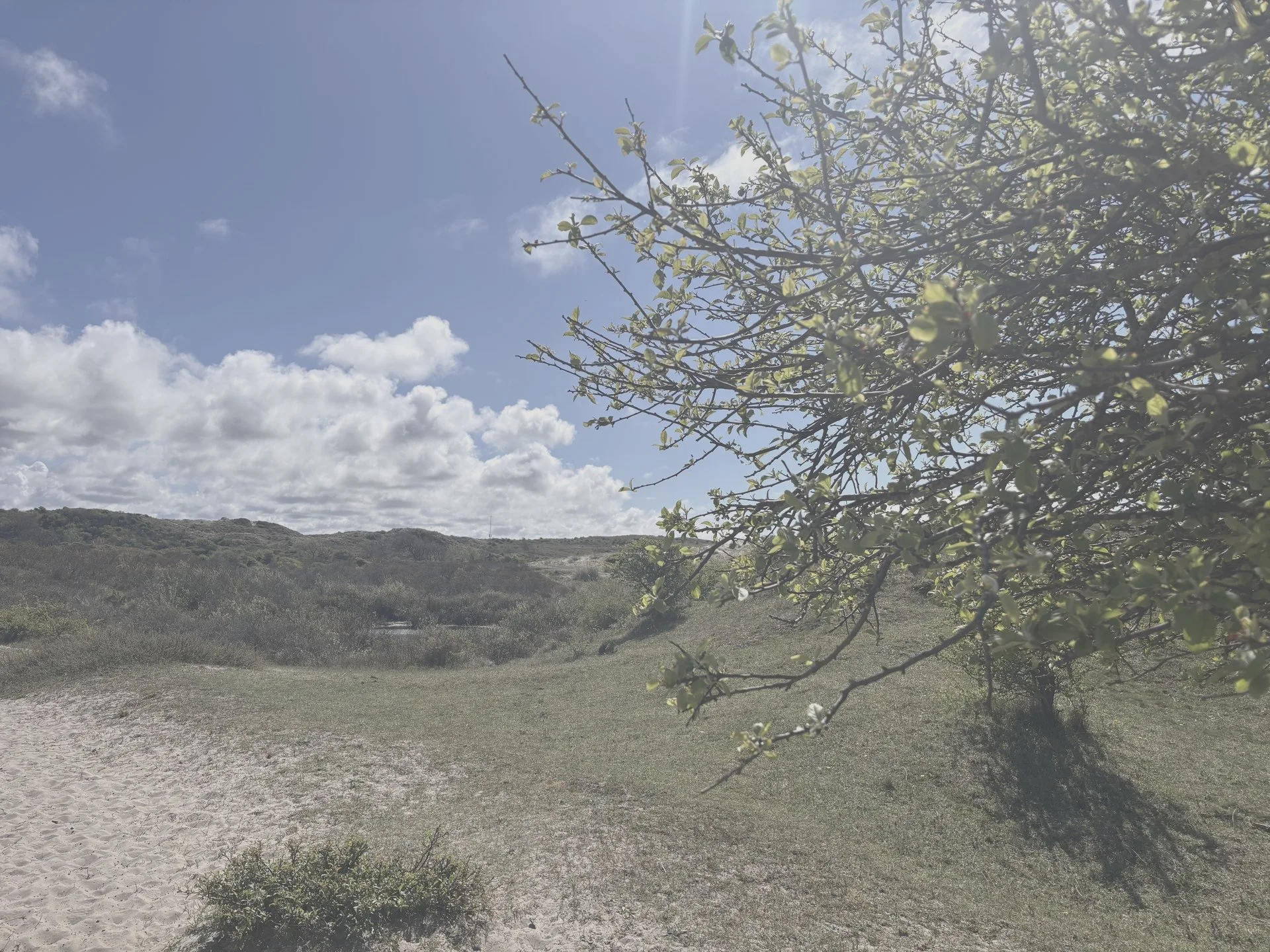 Zandpad door duinlandschap met bloeiende meidoorn in het voorjaar