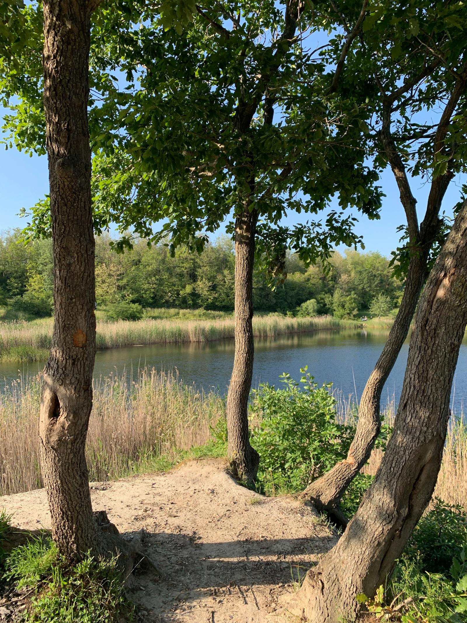 Natuurgebied met bomen en water
